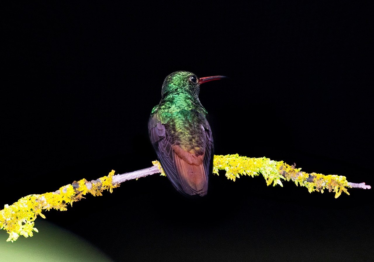 The Powerhouse of Biodiversity: Exploring the Amazon Rainforest